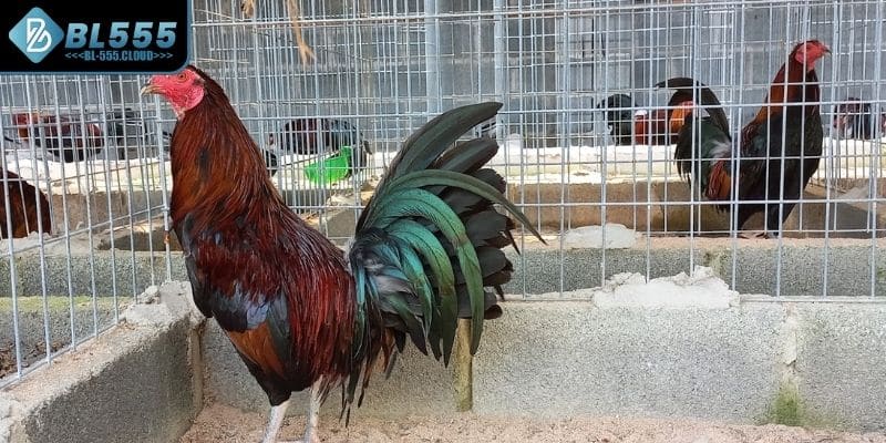 Chế độ huấn luyện rất quan trọng khi chọn gà