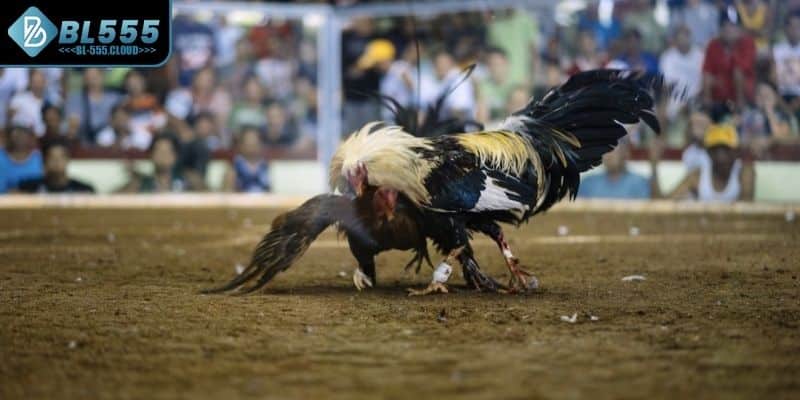 Nắm bắt những chiến thuật chọn kê hiệu quả