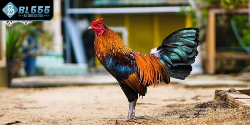 Thông tin về loại hình gà nòi cựa sắt