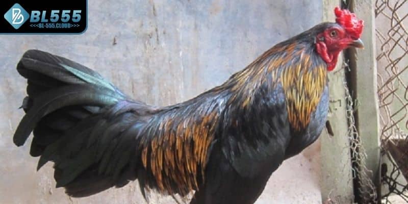 Giải mã cho anh em về đá gà Peru là gì